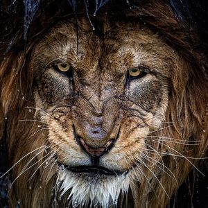 Meet your Posher, Chad